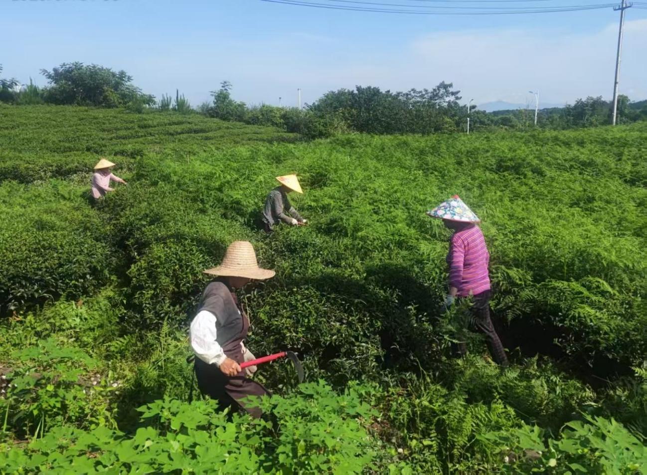 屯溪實(shí)驗(yàn)茶場(chǎng)加強(qiáng)夏季茶園管護(hù) 賦能茶產(chǎn)業(yè)提質(zhì)增效